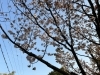「桜が咲き始めましたね。」
