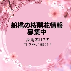 船橋の桜開花情報　引き続き募集中です！