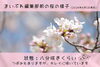 「【まいぷれ🌸さくら通信🌸vol.2】編集部前の桜の様子」