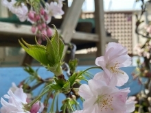 春のリストを更新しました【福島植物園／宿根草／山野草】