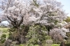 「見頃の桜も⁈急激に咲き始めた桜の開花情報」