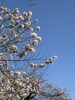 桜「新年度よろしくお願いします！！【ショッピングプラザアスモの隣りにある外房エリア唯一の総合住宅展示場】」