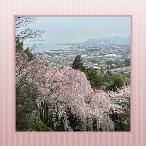 寺院からの絶景「🌸新長谷寺の桜🌸」