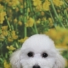 トイプードル子犬ホワイト(白)男の子、生後6ヶ月。千葉県鎌ケ谷市・船橋市・市川市・柏市ブリーダー