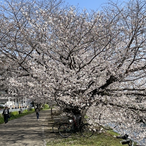 昨年の山科川桜並木「急がば回れ～基礎・基本は大事です～」