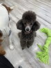 「hapipapi便り（ダイゴペットクリニック日進　仔犬の保育園より）」