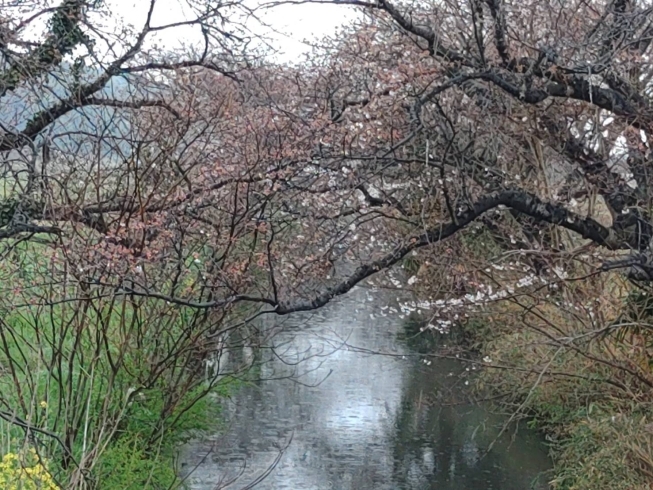 今井の桜は数輪程度しか咲いていません。「しろいのサクラ🌸なう！「パート１」」
