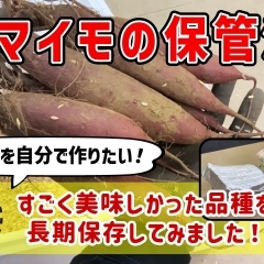 【芋のぬくもり温度は！？】簡易的なサツマイモ保存方法を紹介します! たねのハシモトミヤ