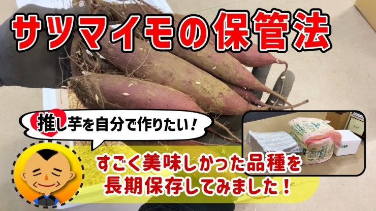 「【芋のぬくもり温度は！？】簡易的なサツマイモ保存方法を紹介します! たねのハシモトミヤ」