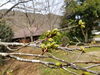 「大佐の桜はまだ蕾」