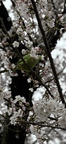 「桜🌸が開花したのに！今日は雨☔️」