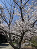 清明の頃に咲くさくらです。「二十四節気「清明」【大分市/大在/水素ガス吸入＆天然石足湯/アクセスバーズ/アクセスフェイスリフト】」