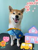 「Dog salon mofu mofu 余市町」