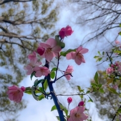 ハナカイドウが綺麗に咲きました✨️