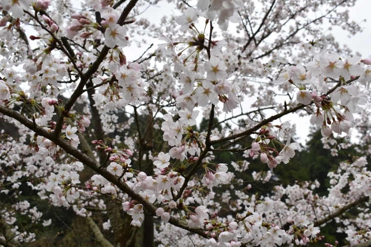 公園内のソメイヨシノ「引揚記念公園でお花見」
