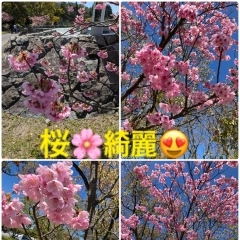 お花見イベント