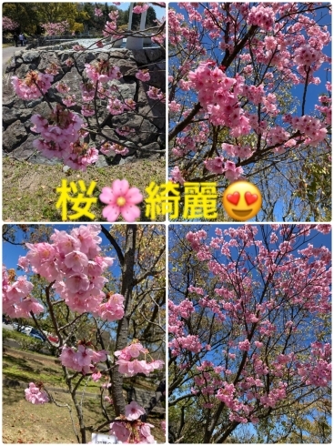 桜の風景「お花見イベント」