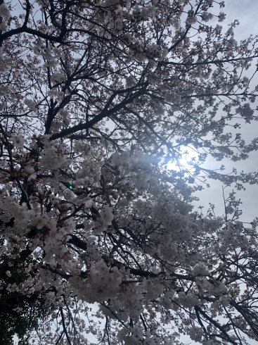 近くの公園の桜が満開を迎えます🌸「園開放日、0・1・2歳児の保育園、認可外保育園、岡山市東区、少人数制、まるでおばあちゃんちのような保育園」