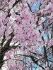 「定休日。桜咲く(^^)」
