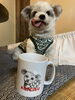 看板犬「愛」