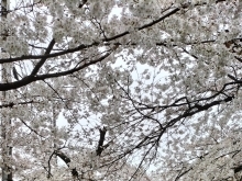 桜シーズン到来
