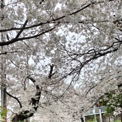 桜シーズン到来