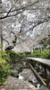 「桜シーズン到来」