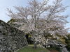田丸城跡　天守跡付近「田丸城跡　桜開花状況🌸」