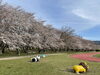宮川堤公園「宮川堤公園　桜開花状況🌸」