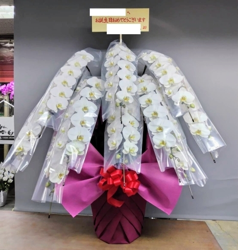 「《お祝い胡蝶蘭》お誕生日祝いは豪華で品のある10本立胡蝶蘭を贈りましょう🎁」