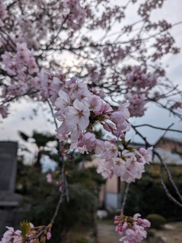 🌸🌸桜満開🌸🌸「桜🌸  避難訓練  今日も楽しく 就労 B型 農業 えがお 四国中央」