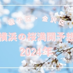【2024年 桜満開予想】横浜は4/7（日）か！？