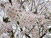 宮川堤の桜「宮川堤の桜🌸」