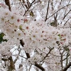 宮川堤の桜🌸