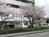 ジムの前の桜「桜満開‼　【脳と体幹を楽しく鍛える！　道後中心地から車で約5分 ⚽ 松山市祝谷のパーソナルジムf.BRAIning】」