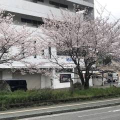 桜満開‼　【脳と体幹を楽しく鍛える！　道後中心地から車で約5分 ⚽ 松山市祝谷のパーソナルジムf.BRAIning】