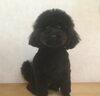 るびいちゃん、トリミングでした。「トリミング」