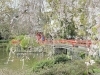 「三嶋大社の桜」