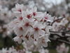 「亀山公園🌸」