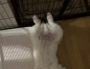 サモエド雅空 生後3ヶ月で11kg【札幌 北区 上篠路 catbeard キャトビヤード⠀】