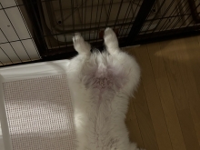 サモエド雅空 生後3ヶ月で11kg【札幌 北区 上篠路 catbeard キャトビヤード⠀】