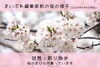 「【まいぷれ🌸さくら通信🌸vol.3】編集部前の桜の様子」