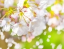 天敵は『桜』！？【京都市南区・板金・塗装・自動車・自転車・バイク・カーラッピング】