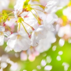 天敵は『桜』！？【京都市南区・板金・塗装・自動車・自転車・バイク・カーラッピング】