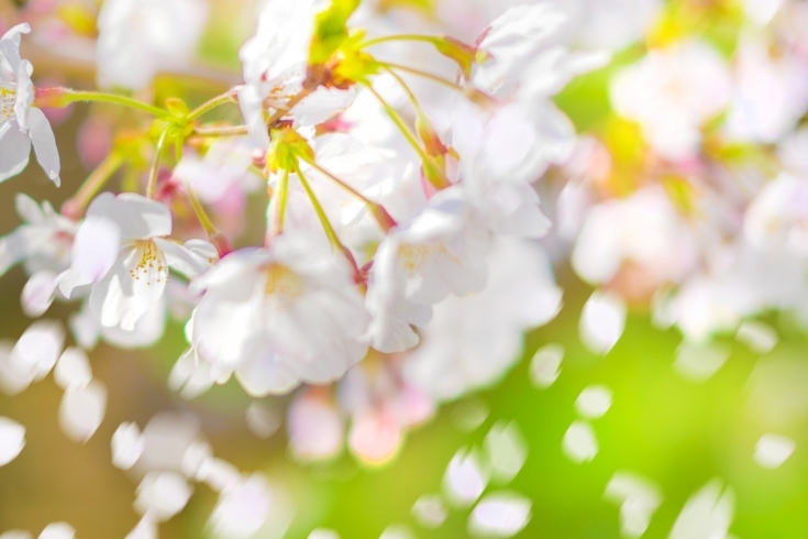 桜には知られざる顔がある…。「天敵は『桜』！？【京都市南区・板金・塗装・自動車・自転車・バイク・カーラッピング】」