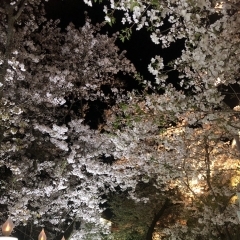 紀三井寺の桜が見頃です！