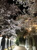 「紀三井寺の桜が見頃です！」