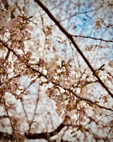桜「4月の営業日のお知らせ 【千葉市花見川区検見川】にある佃煮のたかいです。手土産・おかずなどに当店のあさり・帆立・たらこ・海苔などをご検討いただけたら幸いでございます。」