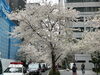 昭和通り「桜通り？！【日本橋駅から徒歩7分、三越前駅から徒歩4分のパーソナルジム】」