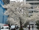 桜通り？！【日本橋駅から徒歩7分、三越前駅から徒歩4分のパーソナルジム】